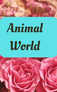 Animal World