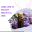 lure him 10 sexiest essential oils list