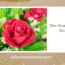 The Romance of Roses