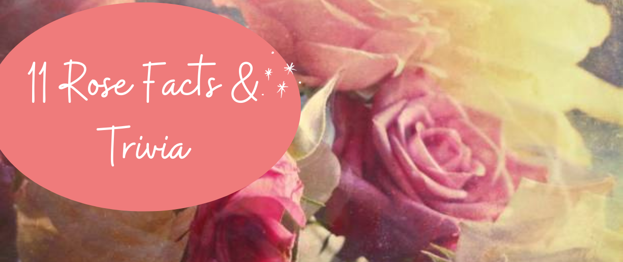 11 rose facts and triva