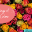 meaning of rose colours