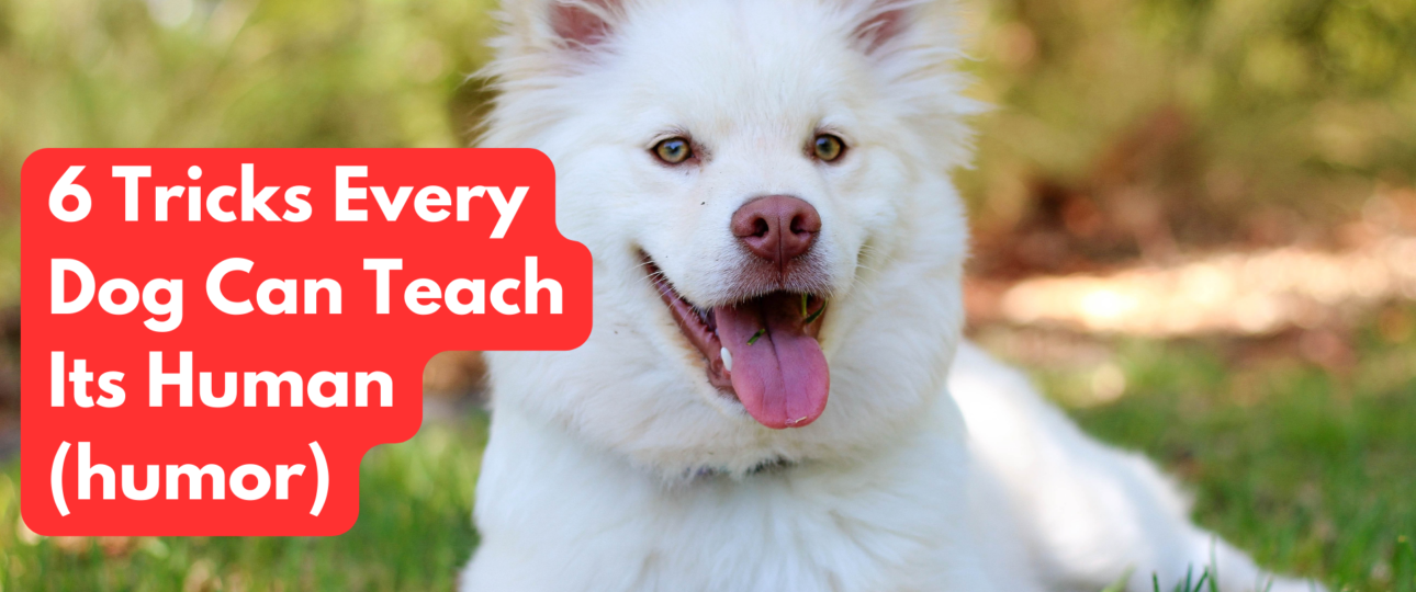 6 Tricks Every Dog Can Teach Its Human humor