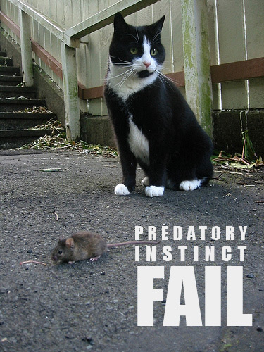cat mouse fail