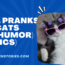 Cool Pranks for Cats cat humor