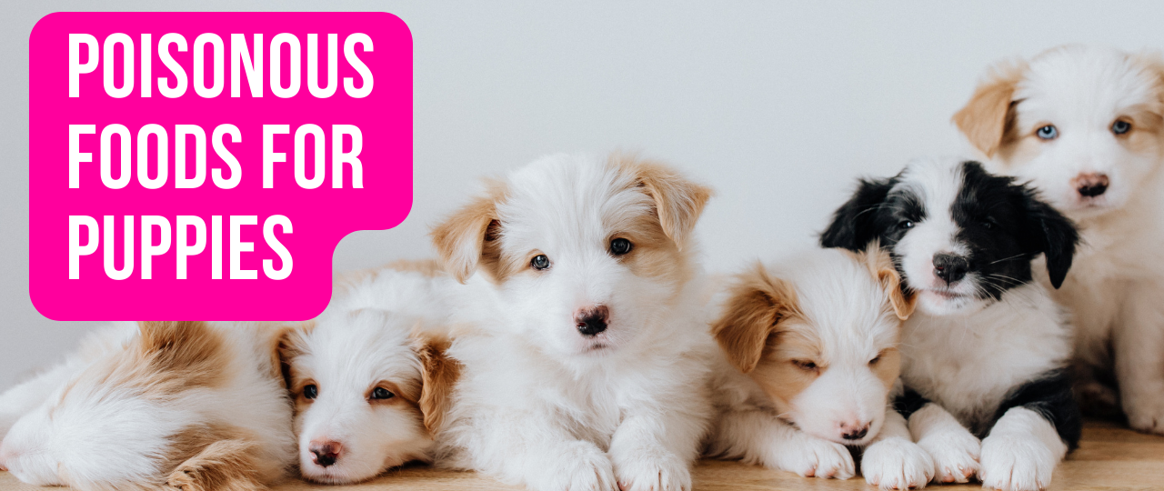 Poisonous Foods for Puppies