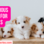 Poisonous Foods for Puppies