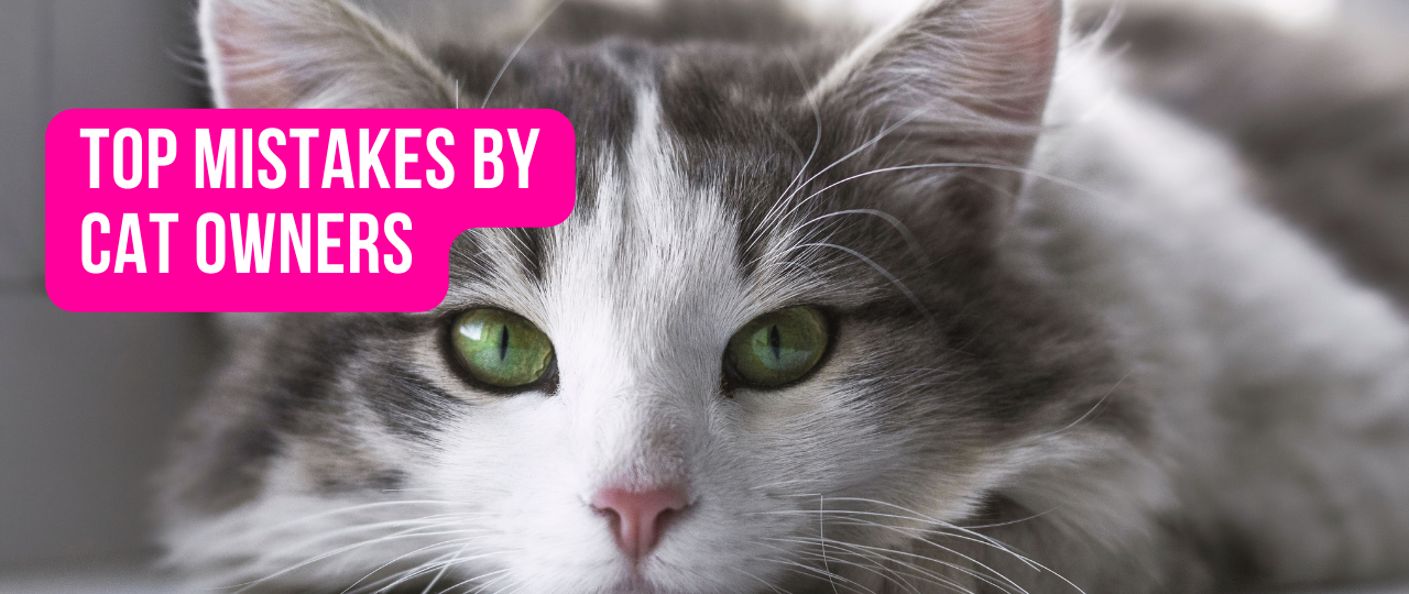 top mistakes by cat owners