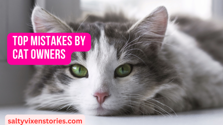 Top Mistakes by Cat Owners-How to take care of a cat