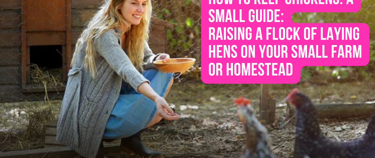 How to Keep Chickens Small Guide