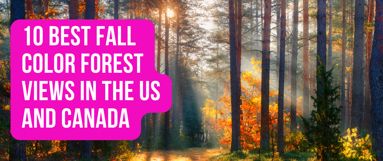 10 Best Fall Color Forest Views in the US and Canada