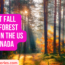 10 Best Fall Color Forest Views in the US and Canada