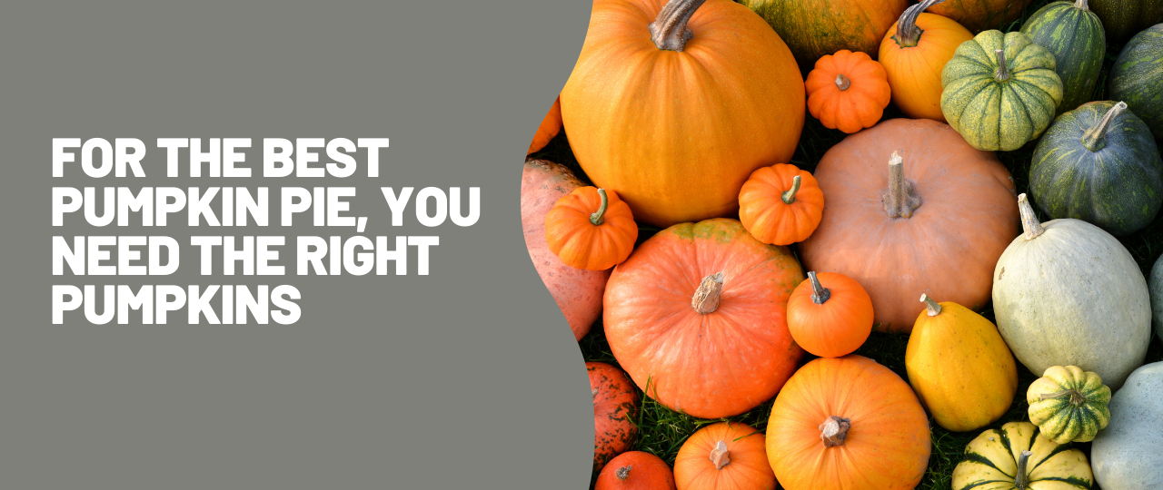 For the Best Pumpkin Pie You Need the Right Pumpkins