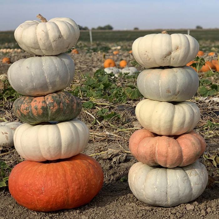 Hybrid pumpkins