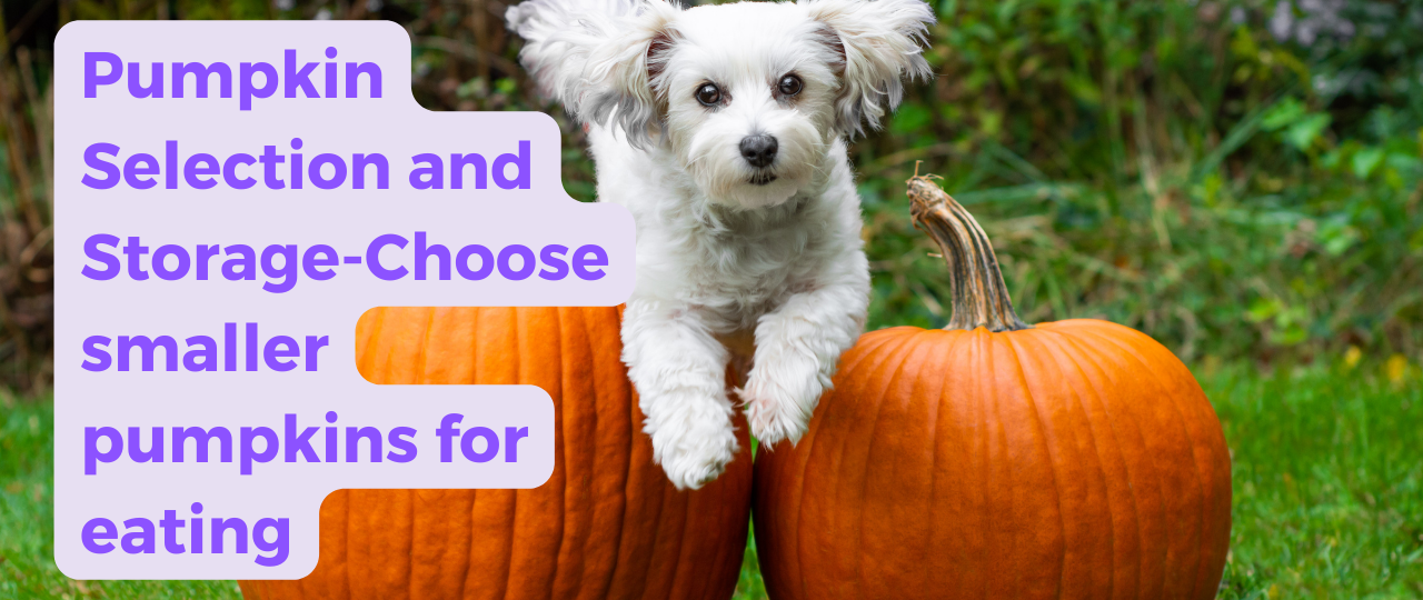 Pumpkin Selection and Storage Choose smaller pumpkins for eating