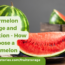 Watermelon Storage and Selection How to choose a watermelon