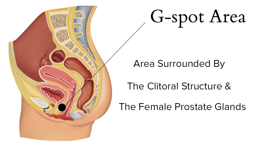 g spot diagram 2