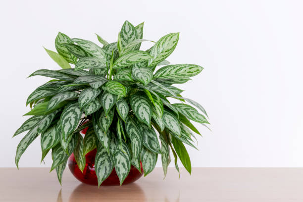 Aglaonema Houseplants