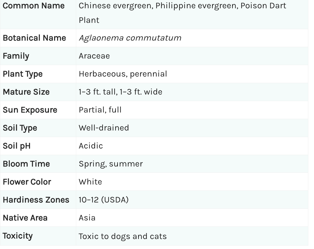 Aglaonema Houseplants
