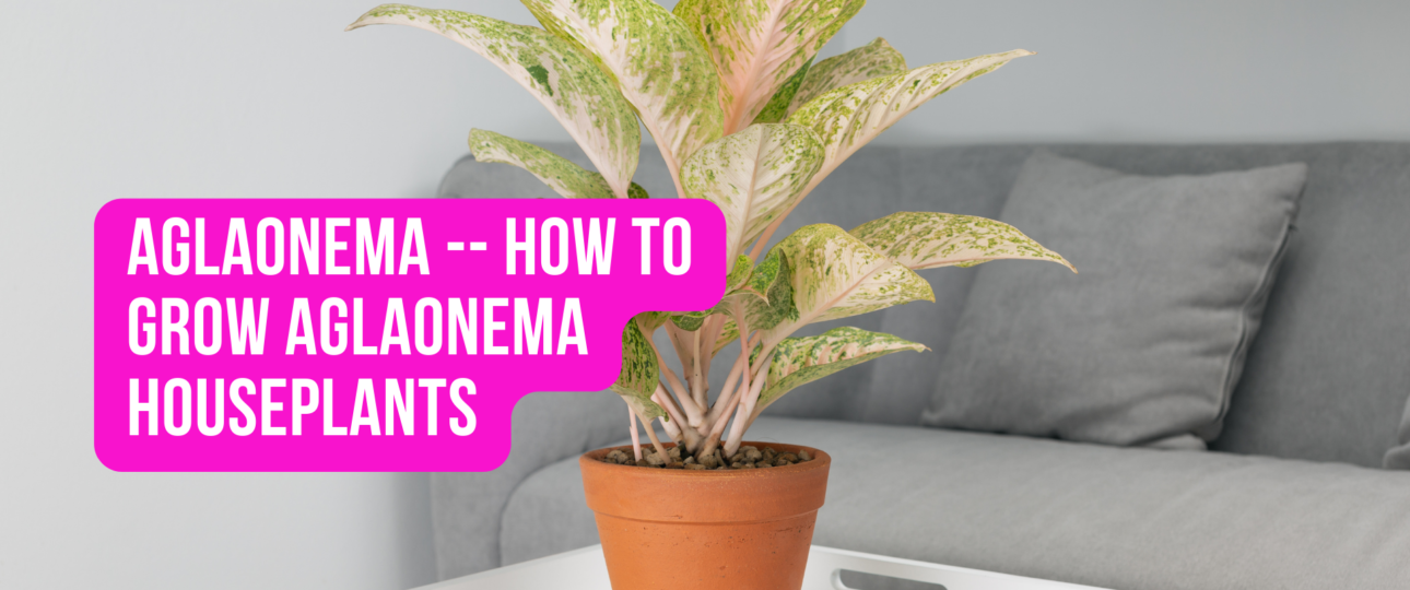 Aglaonema How to Grow Aglaonema Houseplants