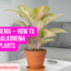Aglaonema How to Grow Aglaonema Houseplants