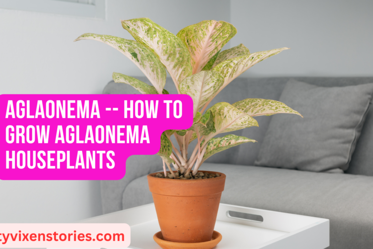 Aglaonema How to Grow Aglaonema Houseplants