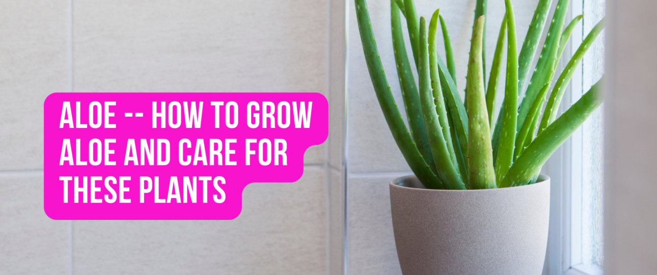 Aloe How to Grow Aloe and Care for these Plants