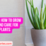 Aloe How to Grow Aloe and Care for these Plants