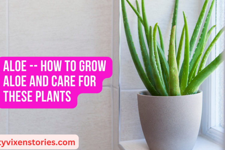 Aloe How to Grow Aloe and Care for these Plants