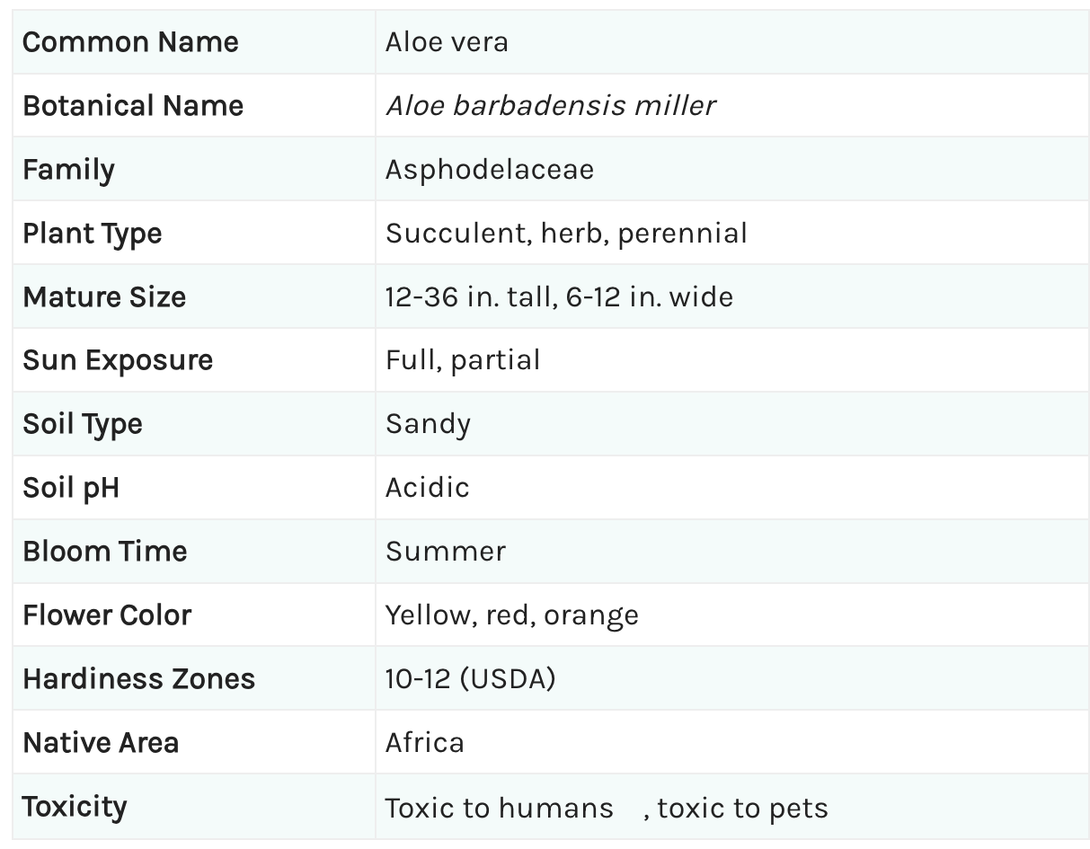 Aloe Vera Plant Information
