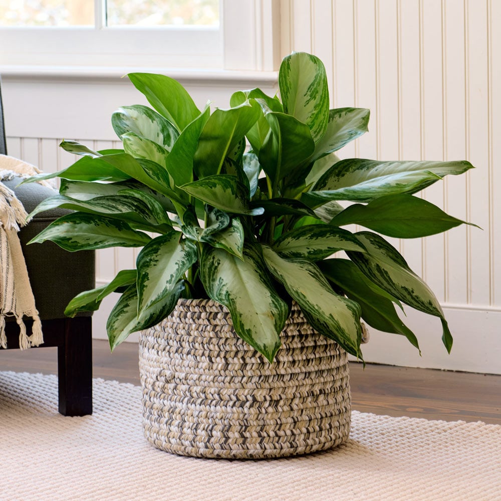Chinese evergreen plant