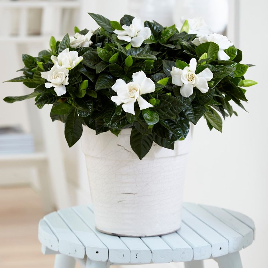 Gardenia Indoor plant