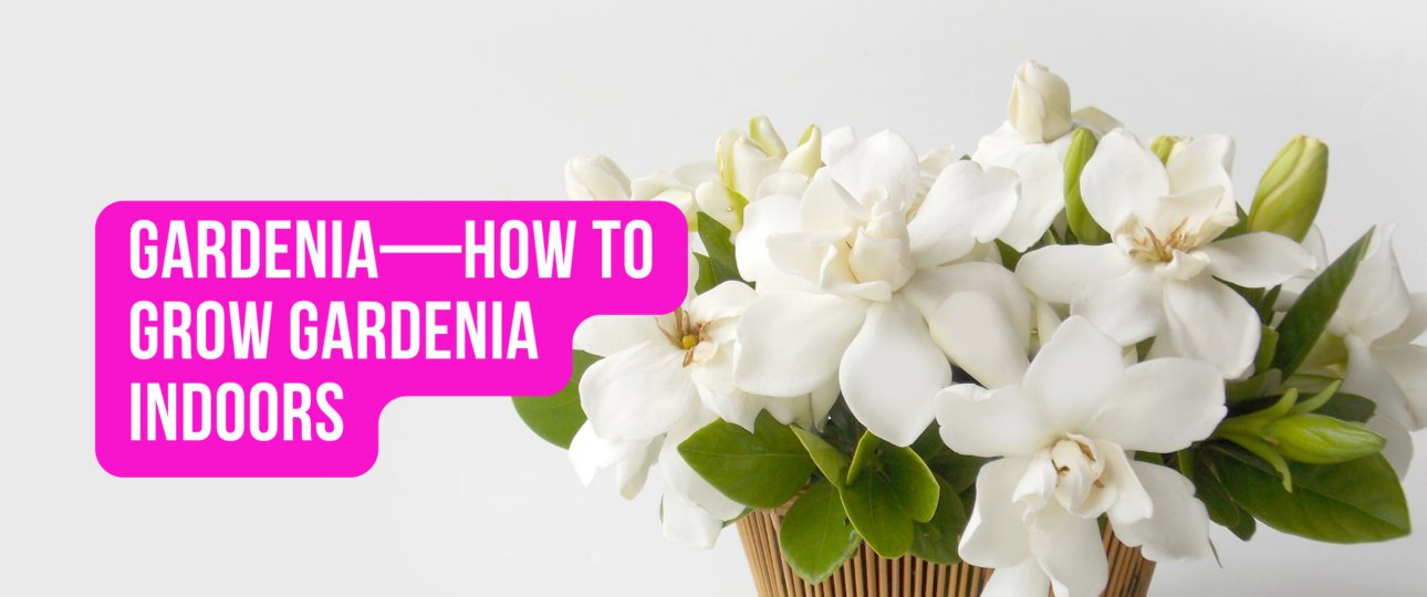 Gardenia—How to Grow Gardenia Indoors