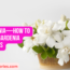 Gardenia—How to Grow Gardenia Indoors