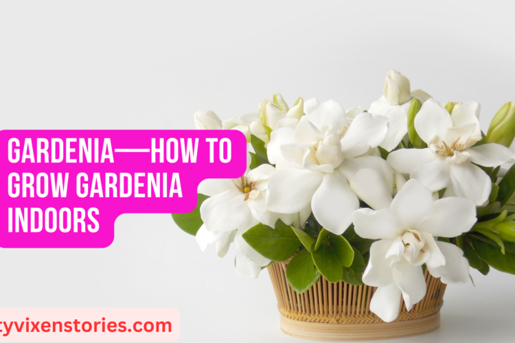 Gardenia—How to Grow Gardenia Indoors