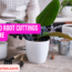How to Root Cuttings at Home