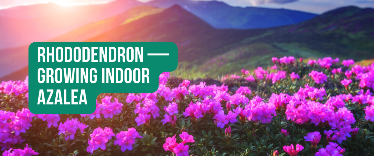 Rhododendron growing indoor azalea by salty vixen