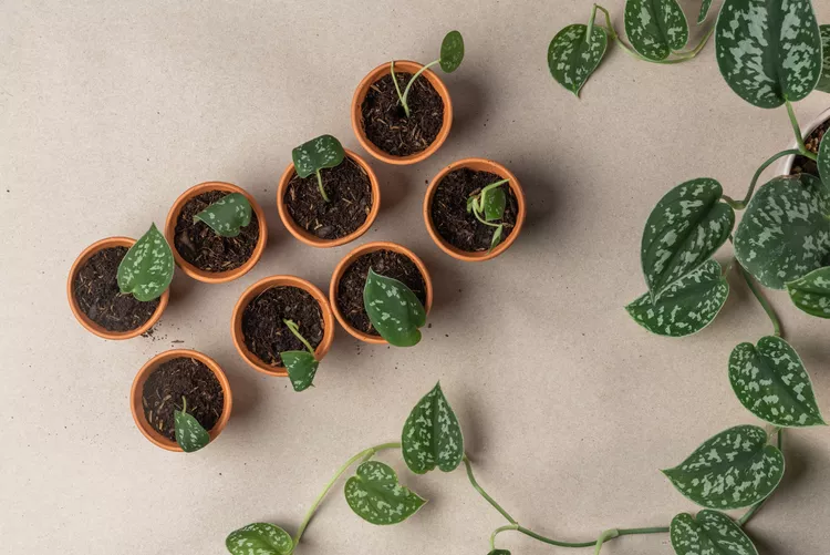 Step 04 Overhead 122bd9cdd3d14228a202089cfa29b897.jpg