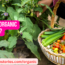 What is Organic Farming