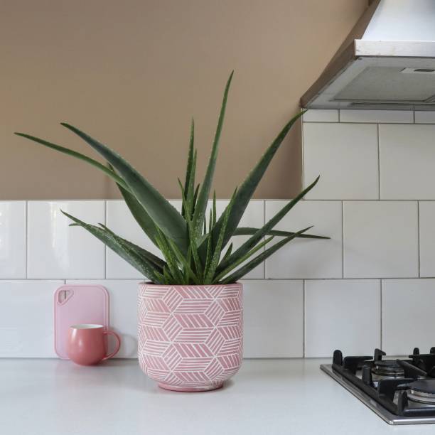 aloe vera plant kitchen