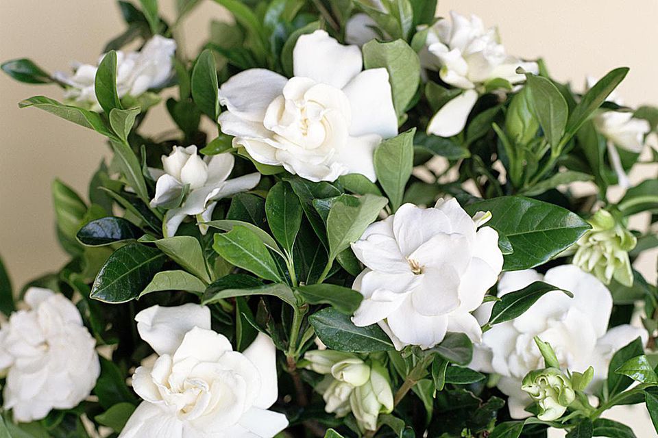 gardenia beautiful flowers