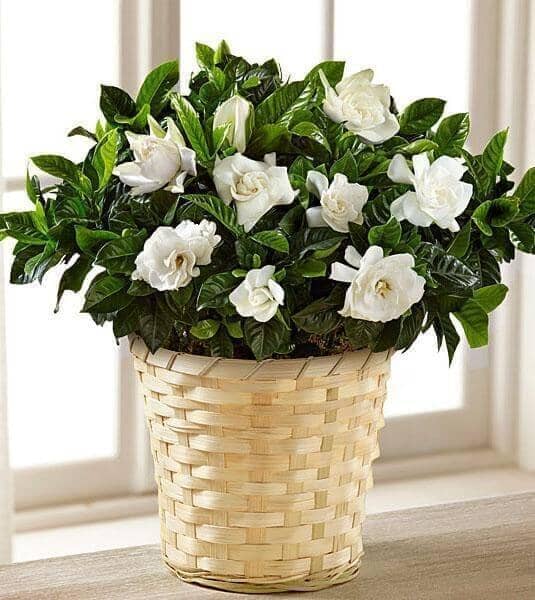 gardens grace gardenia plant toronto flower co 304422