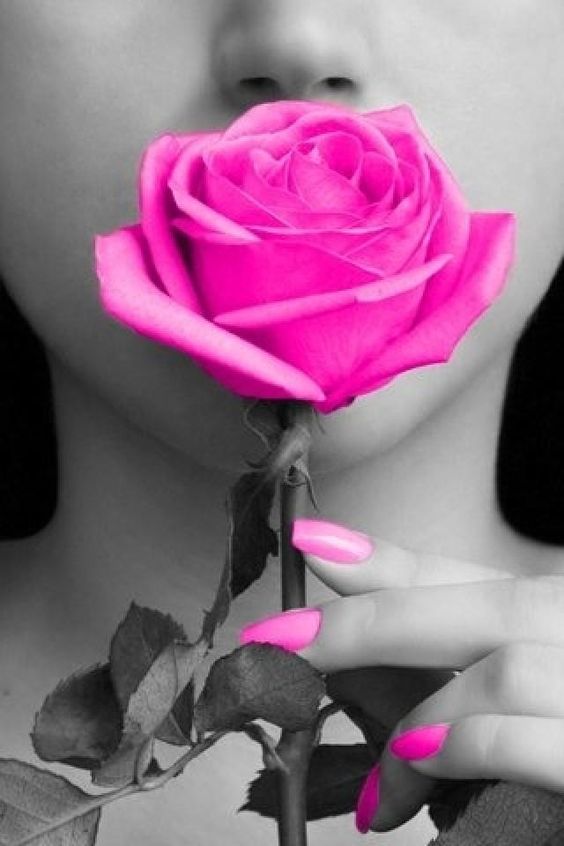 pink rose