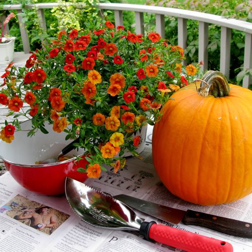 pumpkinplanter3
