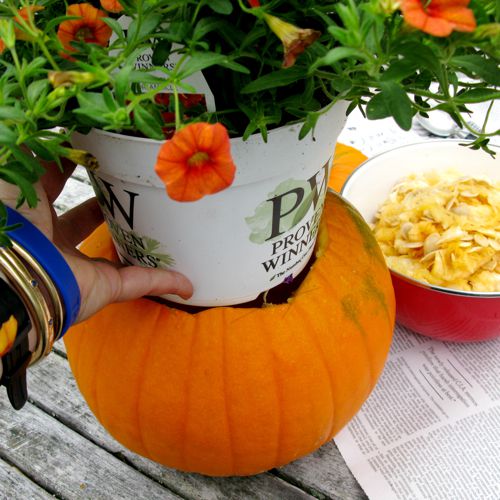 pumpkinplanter9