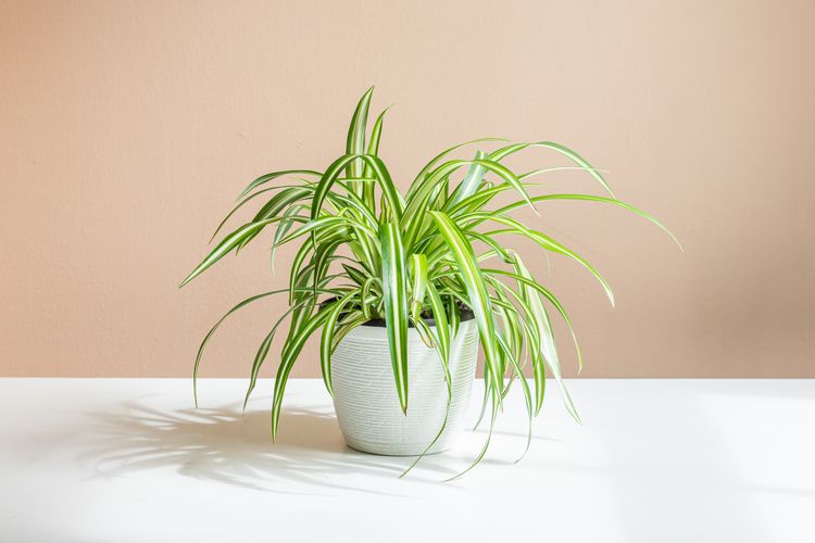 spider plant