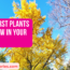 10 Worst Plants to Grow in Your Yard