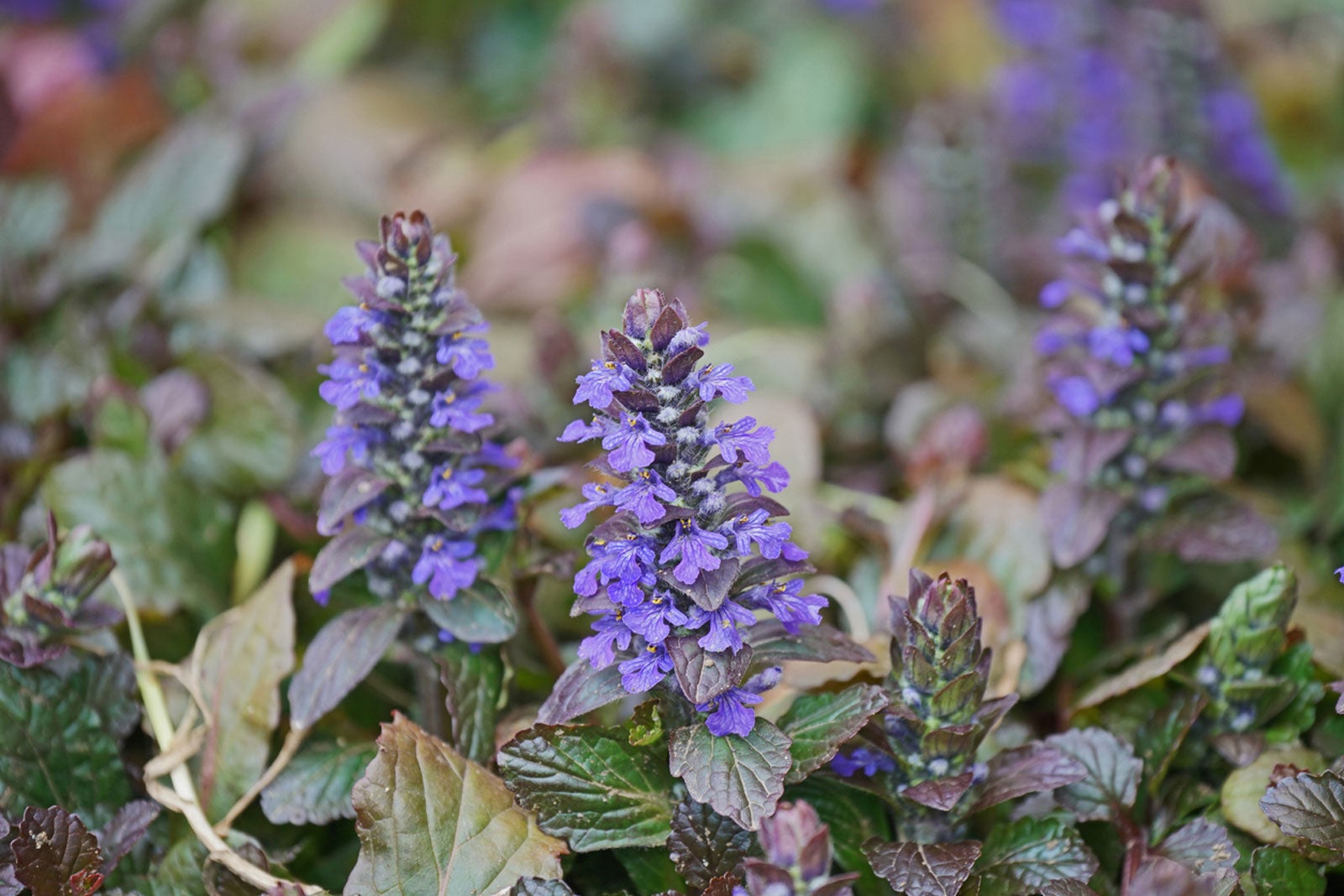 Ajuga Plants