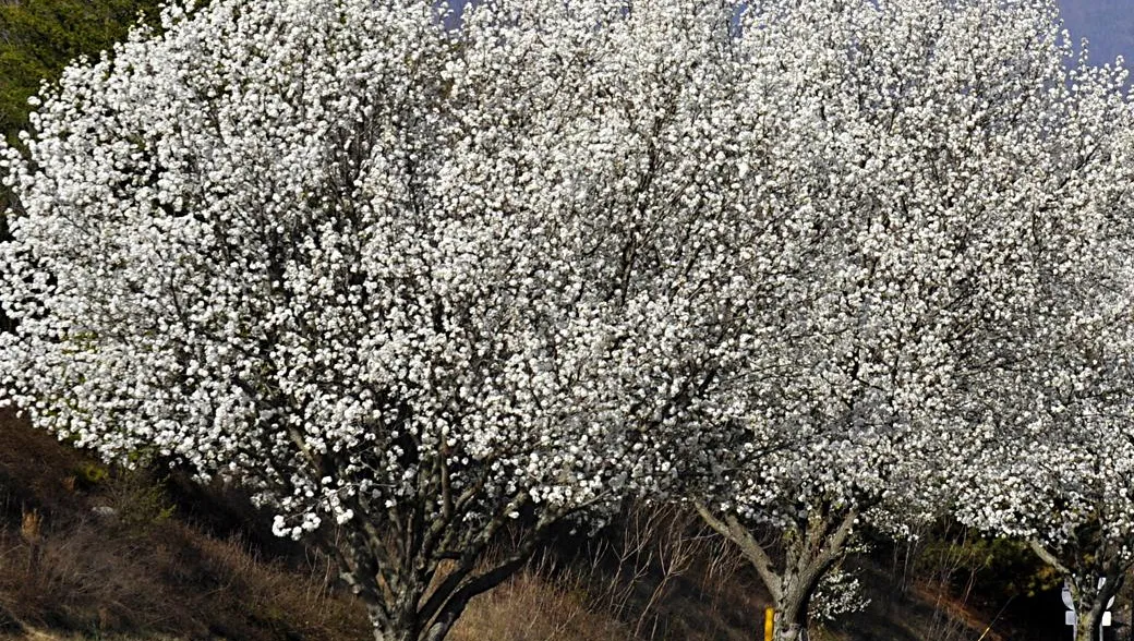 Bradford Pear Trees