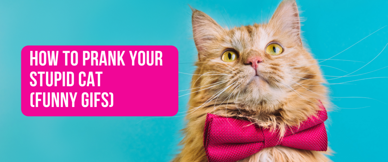 How to Prank Your Stupid Cat Funny Gifs