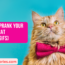 How to Prank Your Stupid Cat Funny Gifs